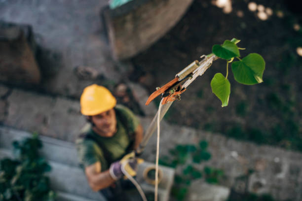 Best Dead Tree Removal  in Bryans Road, MD